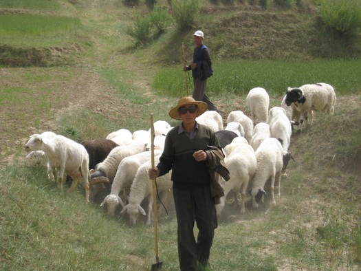 Shepherds in Guyuan, Ningxia, China