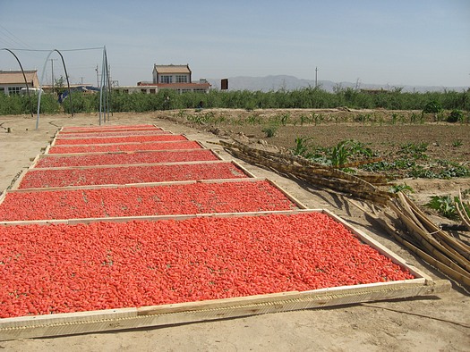 Ningxia red wolfberry crop