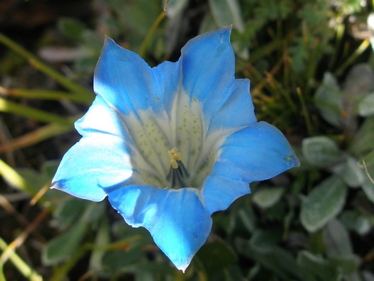 gentian flower in Tibet