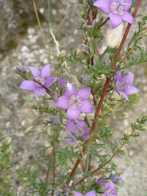 Purple Tibetan flower