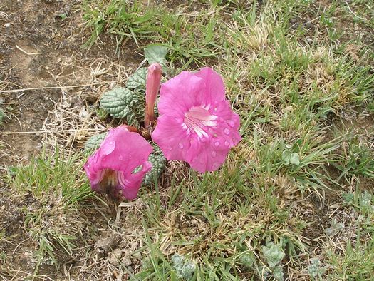 Pink flower in Tibet