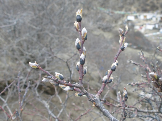 Click here to see the first pageof Tibetan wildflowers