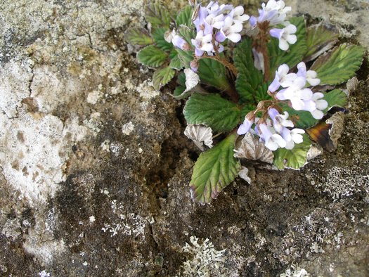 Tibetan white cup flowers