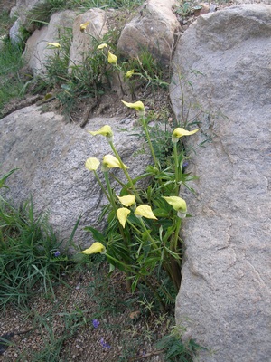 Yellow slipper flower between Tibetan rocks