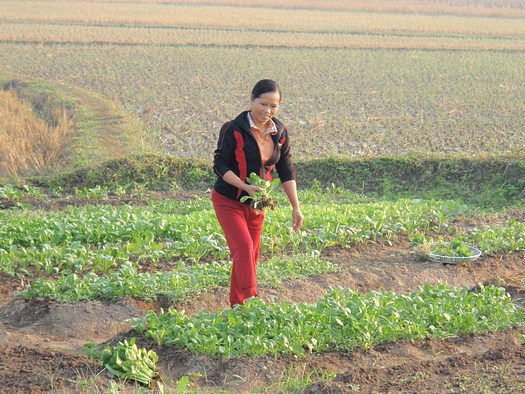 Vietnamese field of vegetables