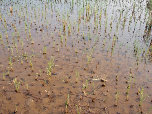 Vietnamese rice paddy