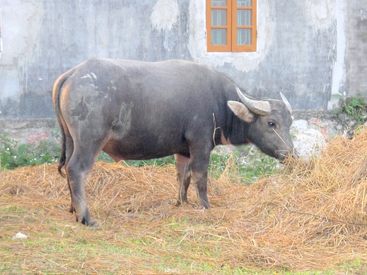 Vietnamese water buffalo