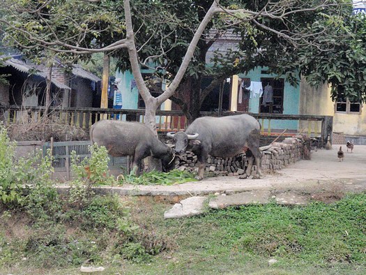 Water buffalo pair