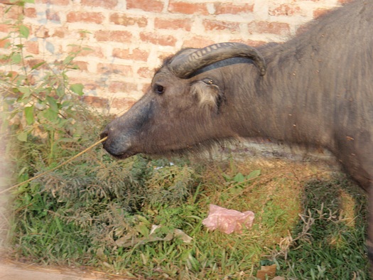 Young water buffalo with nose rope