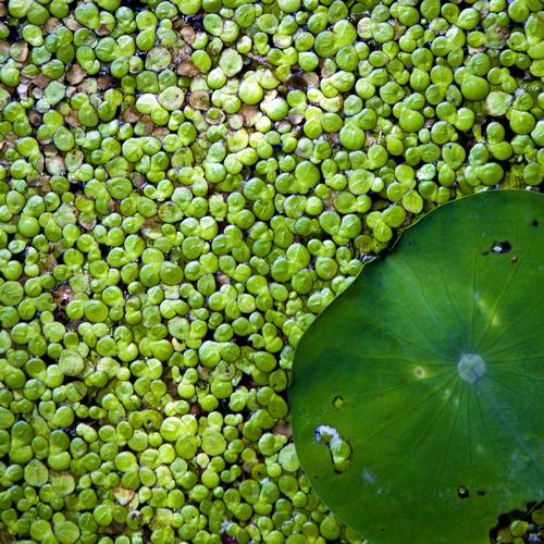 Chinese Lilypads