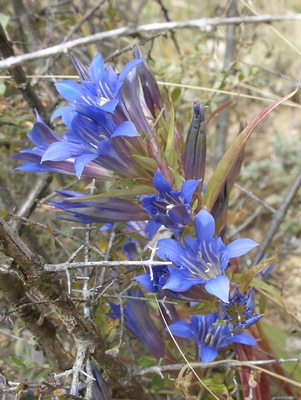 Tibetan blue mountain flower
