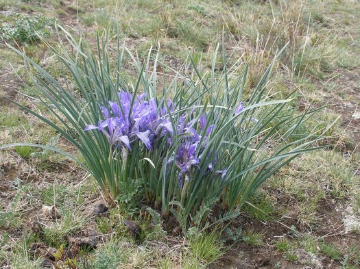 Tibet blue flower