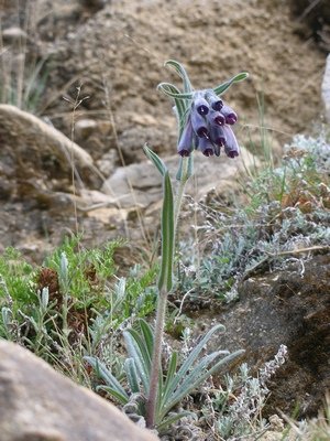 Tube-like purple flowers in Tibet