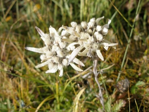 Edelweiss on mountain in Tibet