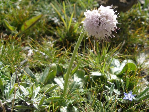 Autumn flower in Tibet