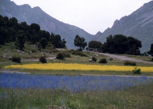 Flower fields near Reting, Tibet