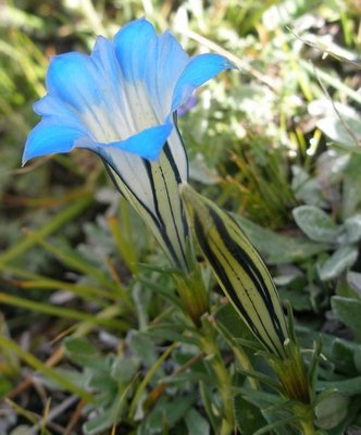 Tibet gentian flower