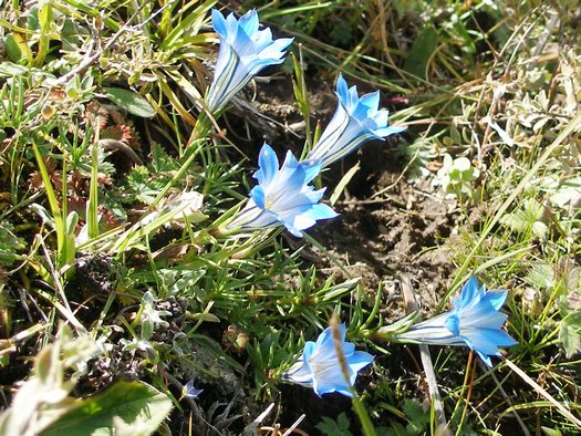 Tibet wildflower - gentian