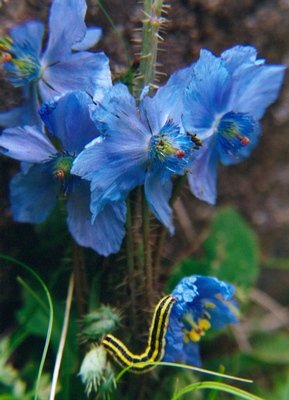 Tibetan blue poppy