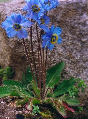 Blue poppy in Tibet