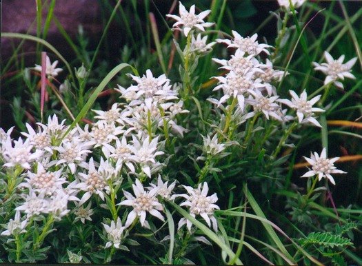 Tibetan edelweiss clump