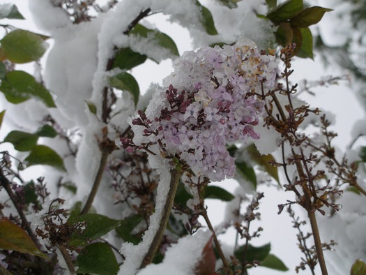 Tibetan lilacs covered with snow