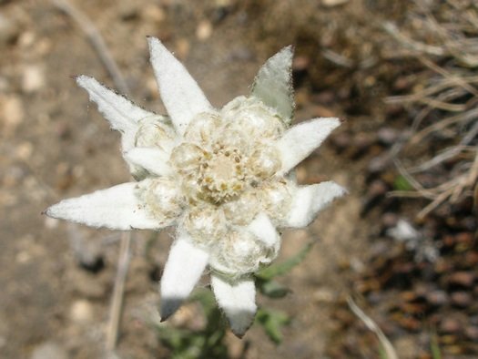 Tibetan edelweiss close-up