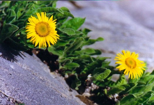 Wildflowers in Tibet