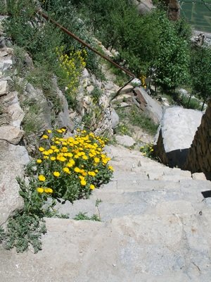 Yellow flowers beside Tibetan trail