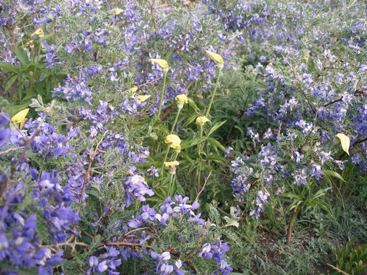 Yellow slipper flower in Tibet