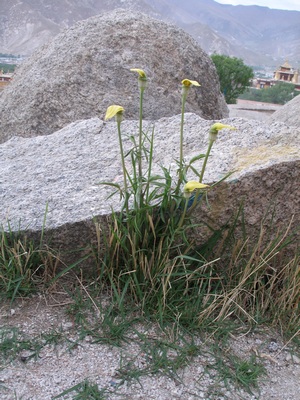 Yellow slipper wildflower