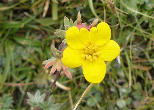 Yellow Tibetan flower