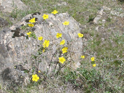 Yellow flowers in Tibetan rock
