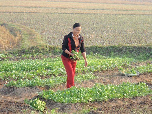 Vietnamese field of vegetables