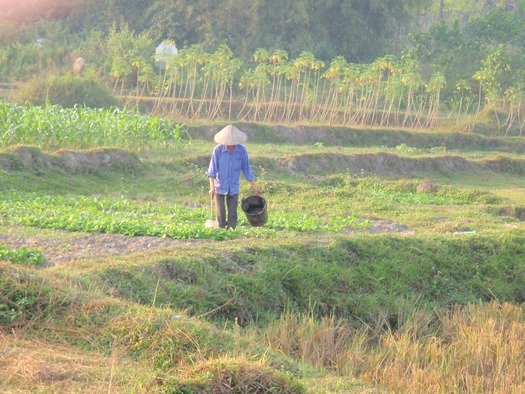 Vietnamese farmer