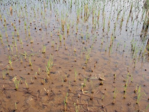 Vietnamese rice paddy