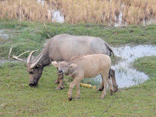 Mother water buffalo with calf