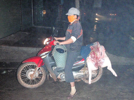 Pig on motorcycle to Vietnamese market