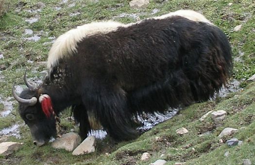 Black and white yak