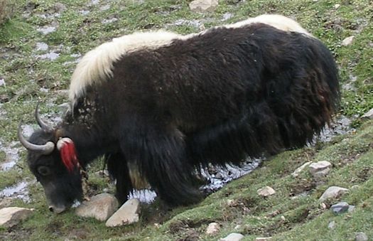 Black and white yak