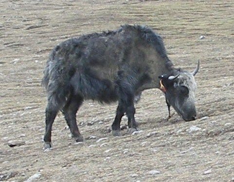 Blue yak in Tibet