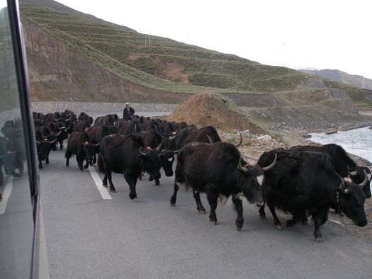 Yak Pictures Tibetan Yaks Are Shaggy Smelly And