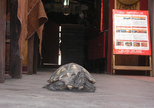 A turtle in a hutong