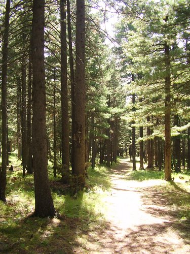 Sun-dappled Mongolian forest