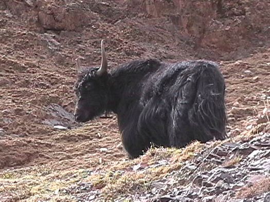 Tibetan yak