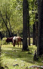 Mongolian horse in forest
