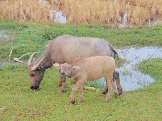 Water buffalo