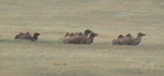 Mongolian camels