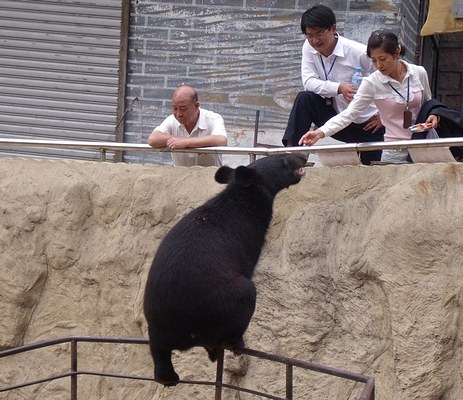 Bear pit at Great Wall of China