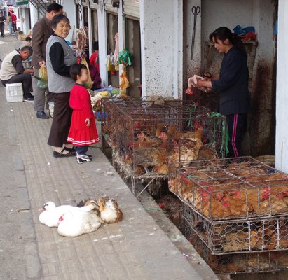 Live chicken stores in China